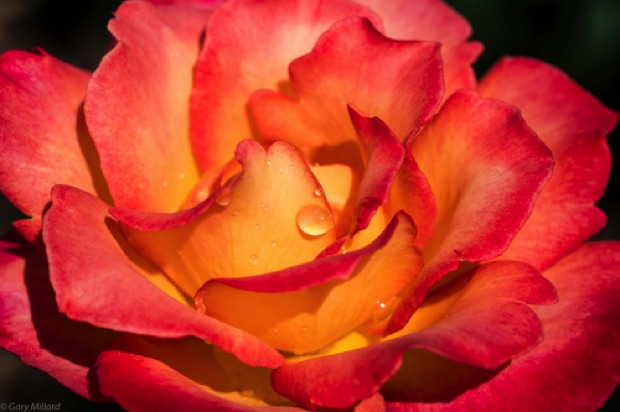 Orange Rose with Dew Drop
Portland Rose Test Gardens
Early Spring 2018